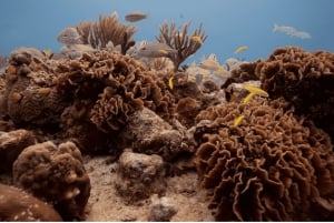 Playa del Carmen: Curso de Buceo en Aguas Abiertas