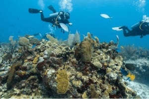 Playa del Carmen: Curso de Buceo en Aguas Abiertas