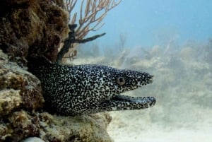 Playa del Carmen: Refresher Dive