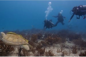 Playa del Carmen: Curso de Certificación de Buceo