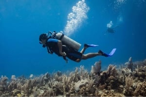 Playa del Carmen: Curso de Certificación de Buceo