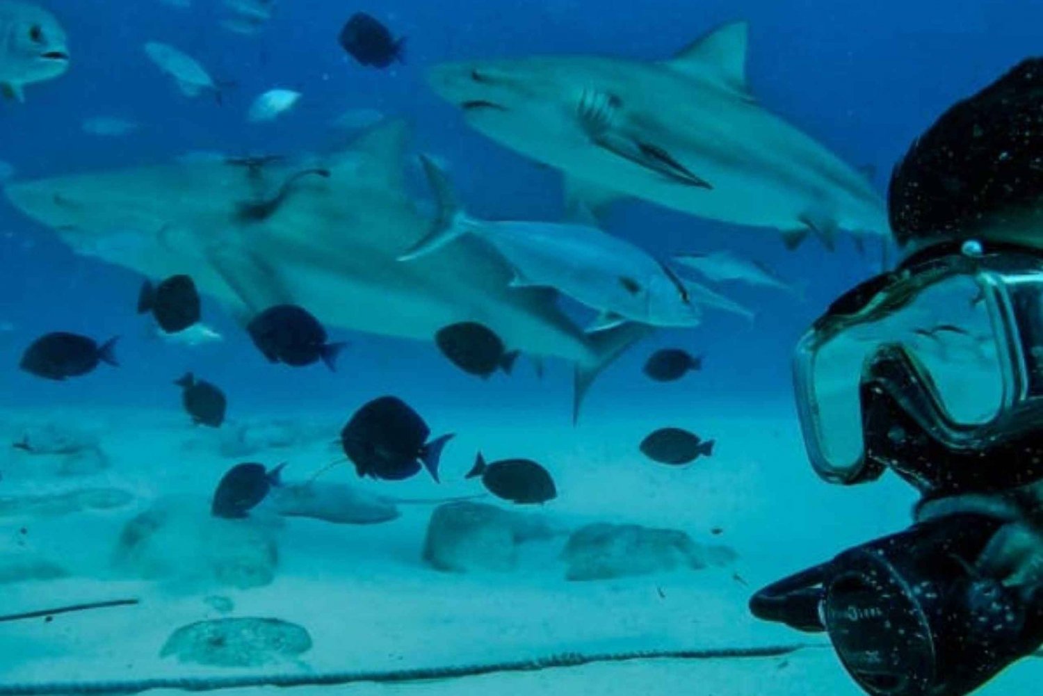 Playa del Carmen: Encuentro con Tiburones Toro y Arrecife - 2 Inmersiones