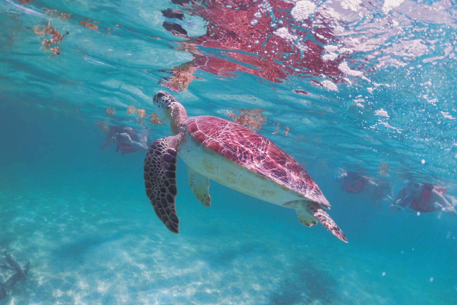 Cancun: Snorkeling tour with Sea Turtle Akumal & Cenote Swim