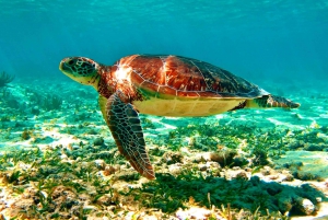 Playa del Carmen: Tulum Ruins, Cenote & Swim with Turtles