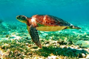 Playa del Carmen: ruinas de Tulum, cenote y baño con tortugas