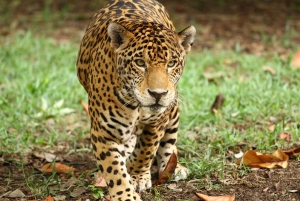 Playa del Carmen: Xcaret Park Afternoon Ticket w/ Night Show