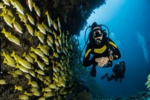 Playa: Dive in Cozumel