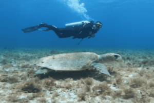 Playa: Dive in Cozumel