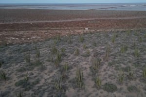 Playa el Cardonal: recorrido y actividad sanboarding en dunas del Sahuimaro