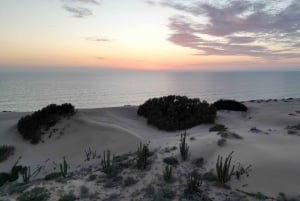 Playa el Cardonal: recorrido y actividad sanboarding en dunas del Sahuimaro