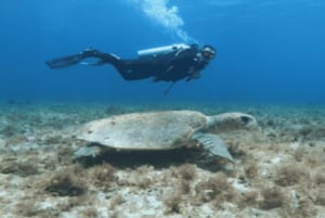 Playa: PADI Scuba Diver