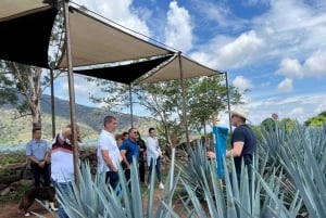 Ruta del Tequila Premium con cata profesional