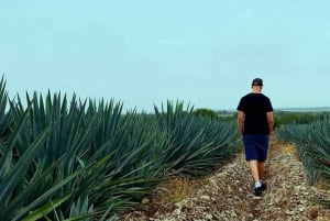 Aventura Privada al Tequila y la Destilería de la Fortaleza