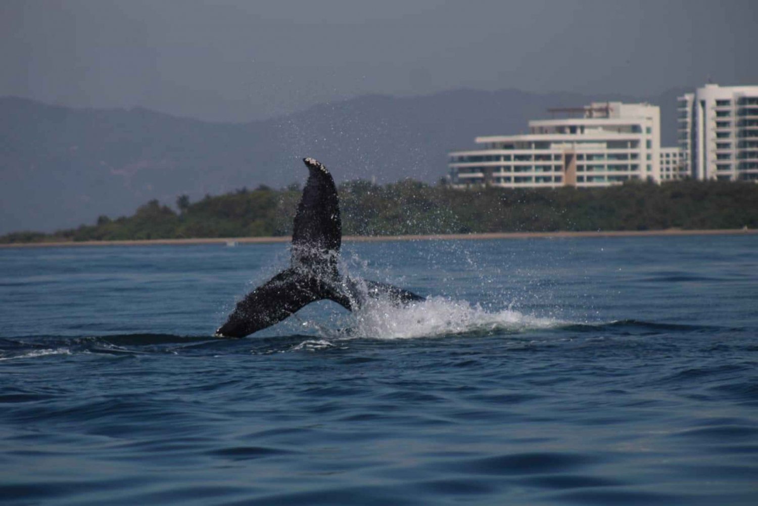 Private whale watching in mazatlan