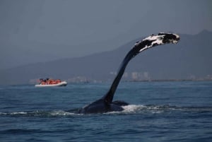 Private whale watching in mazatlan