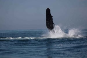 Private whale watching in mazatlan