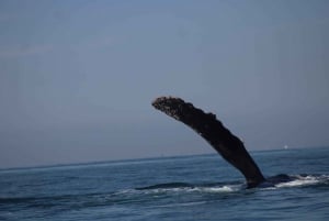 Private whale watching in mazatlan