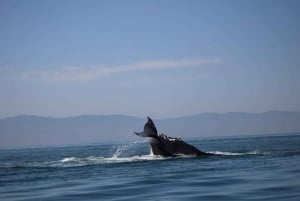 Private whale watching in mazatlan