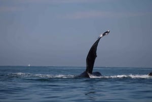 Private whale watching in mazatlan