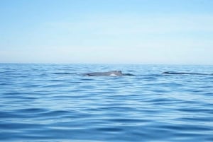 Private whale watching in mazatlan