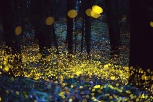 Puebla City: Colonial Town and Fireflies Sanctuary Tour