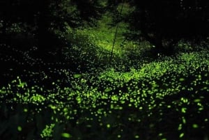 Puebla City: Colonial Town and Fireflies Sanctuary Tour