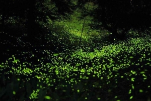 Ciudad de Puebla: Recorrido por la Ciudad Colonial y el Santuario de las Luciérnagas