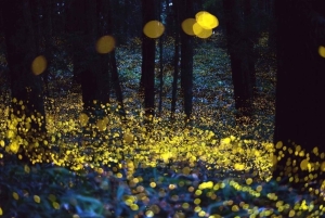 Puebla: explora el castillo de Chautla y observa las luciérnagas