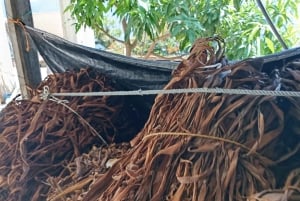 Puebla: tour de café y papel amate en San Pablito