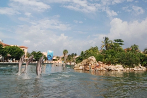 Puerto Aventuras: Dolphin Encounter with Buffet Lunch