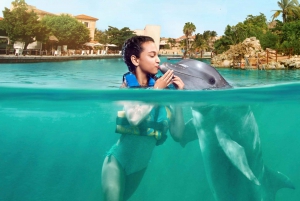 Puerto Aventuras: Dolphin Swim, Manatee Meet, and Lunch