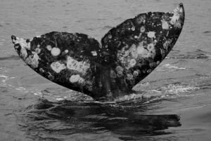 Puerto Chale 3hr Avistamiento de Ballena Gris con Recogida en La Paz