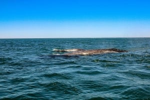 Puerto Chale 3hr Avistamiento de Ballena Gris con Recogida en La Paz