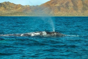 Puerto Chale 3hr Avistamiento de Ballena Gris con Recogida en La Paz