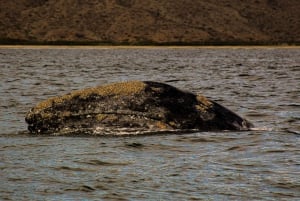 Puerto Chale 3hr Avistamiento de Ballena Gris con Recogida en La Paz