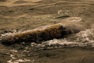 Puerto Chale 3hr Avistamiento de Ballena Gris con Recogida en La Paz