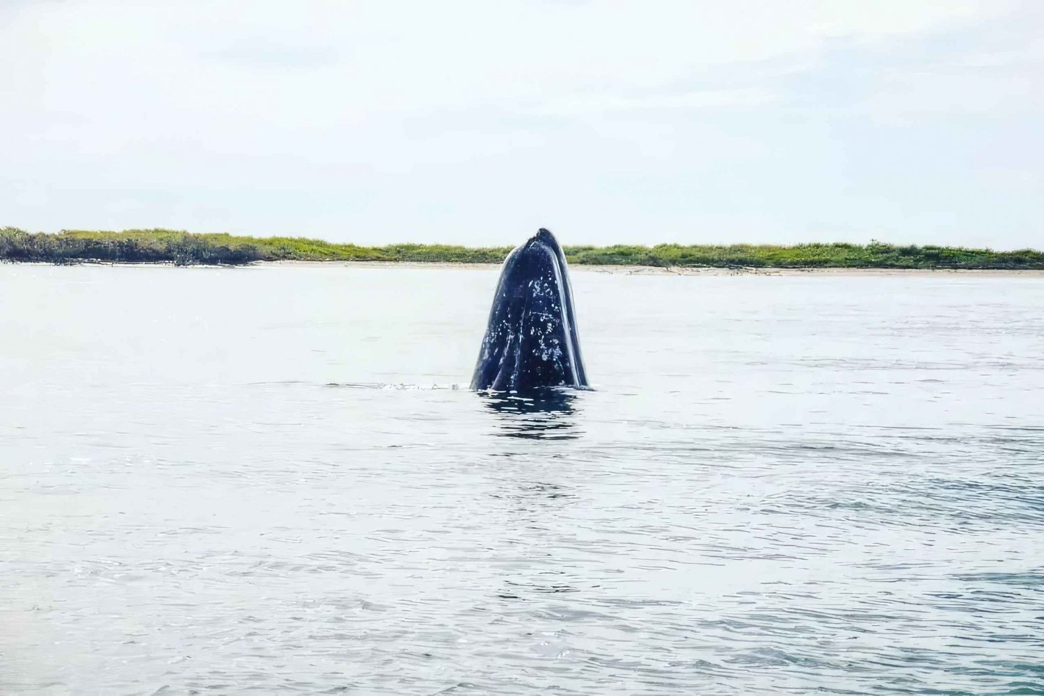 Puerto Chale: Gray Whale Watching Expedition