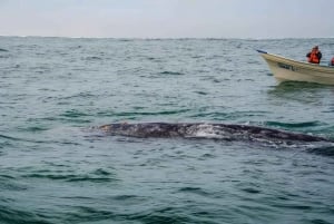 Puerto Chale: Gray Whale Watching Expedition