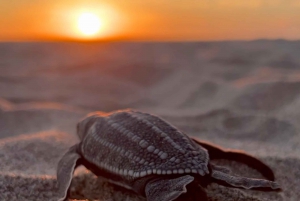 Puerto Escondido: Baby Sea Turtle Release