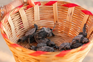 Puerto Escondido: Baby Sea Turtle Release