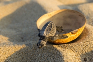 Puerto Escondido: Baby Sea Turtle Release