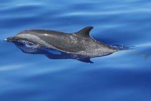 Puerto Escondido: The Best Dolphin Watching Adventure