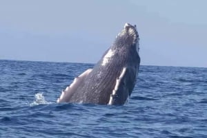 Puerto Escondido: Dolphin and Whale Watching