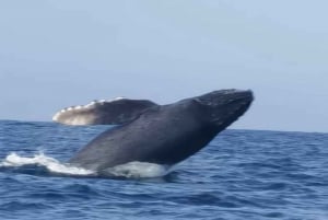 Puerto Escondido: Dolphin and Whale Watching