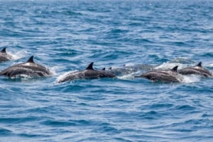 Puerto Escondido: Dolphin and Whale Watching