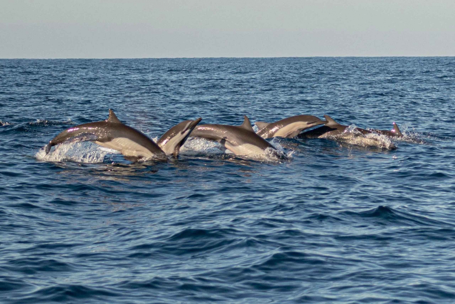 Puerto Escondido: Dolphin Watching