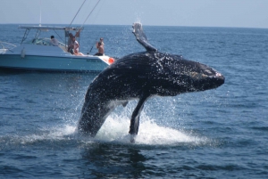 Puerto Escondido: Sunrise and Dolphin Watching Tour