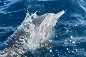 Puerto Escondido: Boat Tour to Swim with Dolphins & Turtles