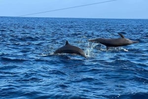 Puerto Escondido: Boat Tour to Swim with Dolphins & Turtles