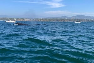 Puerto Escondido: Tour para disfrutar Delfines y Vida Marina